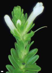 Veronica petriei. Inflorescence with sterile bracts at the base. Scale = 1 mm.
 Image: W.M. Malcolm © Te Papa CC-BY-NC 3.0 NZ